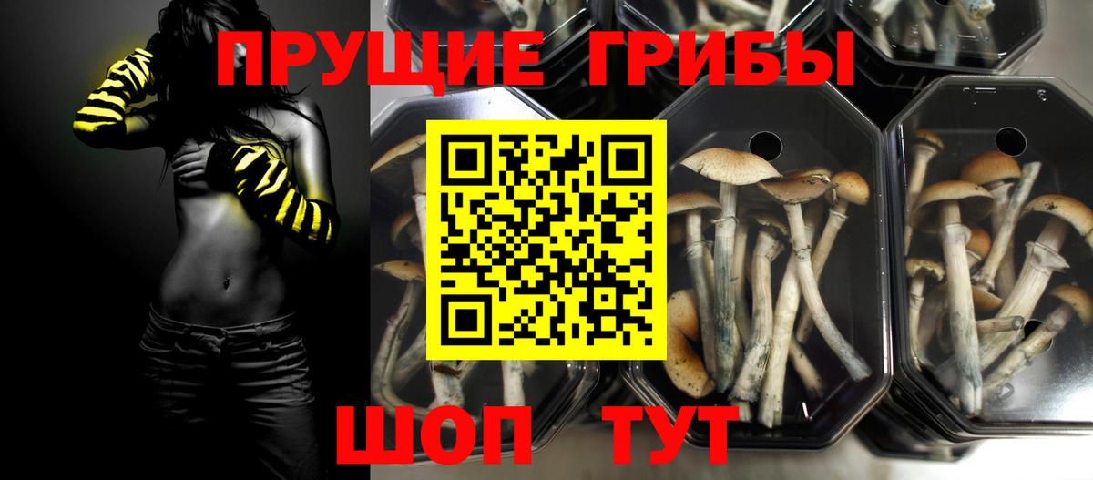 Пятигорск  хочу наркоту  Галлюциногенные грибы прущие грибы  Вход с VPN  Галлюциногенные грибы Psilocybe 